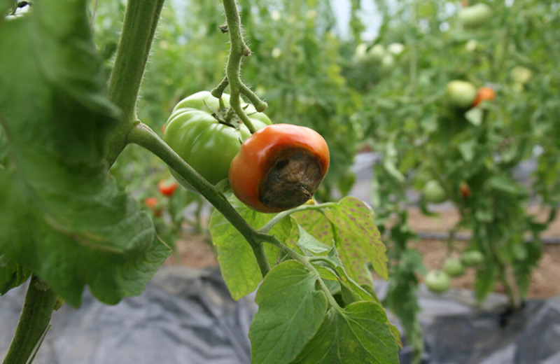 پوسیدگی گلگاه