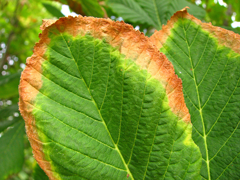 سوختگی برگ ها