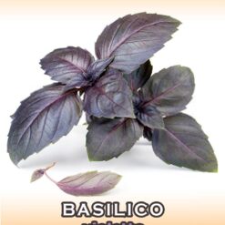 بذر ریحان بنفش ویولتا