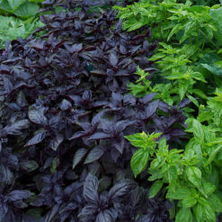 بذر ریحان سیاه