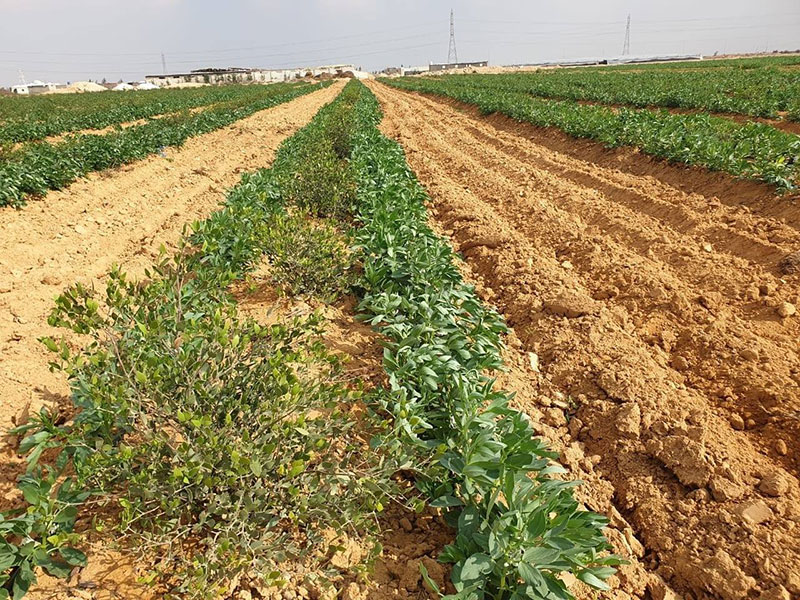 کاشت جوجوبا