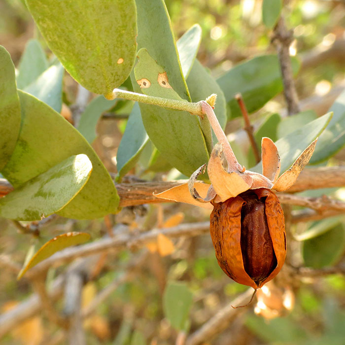 کاشت جوجوبا
