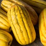 بذر کدو دلیکاتا فوق شیرین آمریکایی بسته 10 عددی