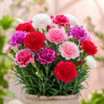 بذر گل میخک باغی