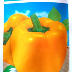 بذر فلفل دلمه طلایی هیبرید