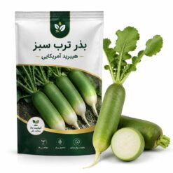 بذر ترب سبز