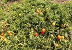بذر گوجه فرنگی بتیسا