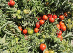 بذر گوجه فرنگی بتیسا