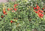 بذر گوجه فرنگی بتیسا