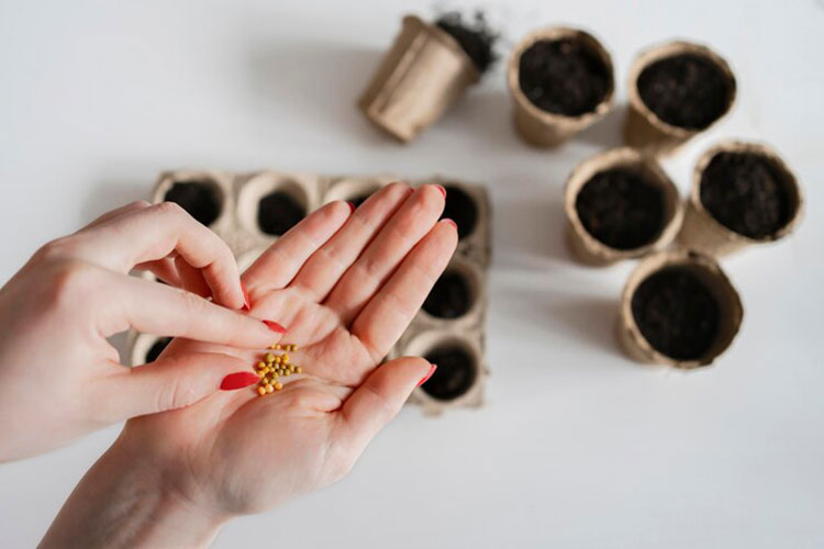 بذرهای بومی