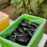 بذر بادمجان لامپی