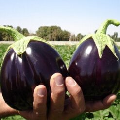 بذر بادمجان دلمه ای