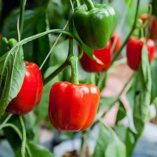 بذر فلفل دلمه ای جوین2
