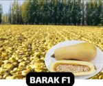 بذر کدو آجیلی هیبرید فوق پربار باراک بسته 10 عددی