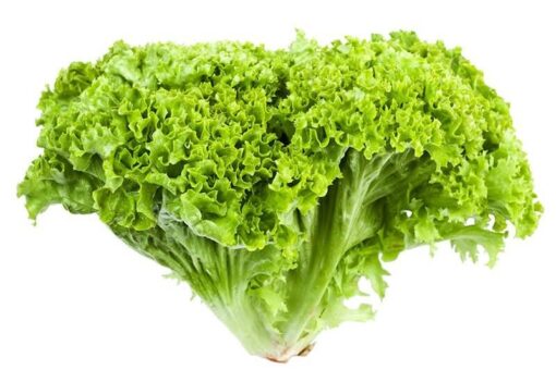 بذر کاهو فرانسوی سبز