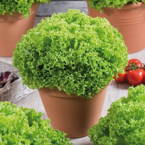 بذر کاهو فرانسوی سبز