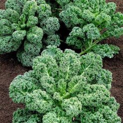 بذر کلم کیل سبز