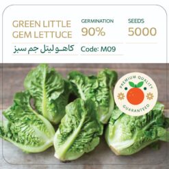 بذر کاهو لیتل جم سبز