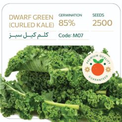 بذر کلم کیل سبز