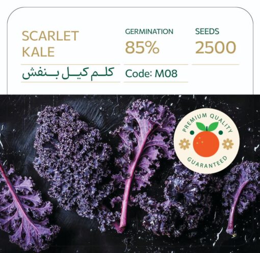 بذر کلم کیل