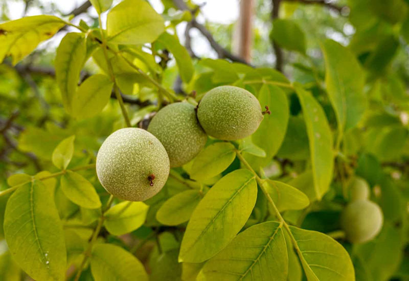 کوددهی درخت گردو