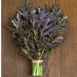 بذر خردل مینیاتوری