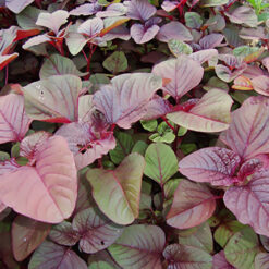 بذر اسفناج ژاپنی