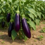 بذر بادمجان ابرقویی