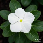 بذر گل پریوش وینکا