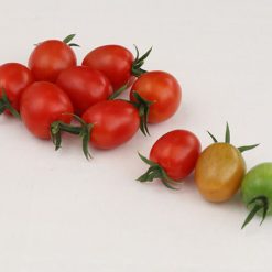 بذر گوجه فرنگی 6491