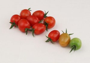 بذر گوجه فرنگی 6491