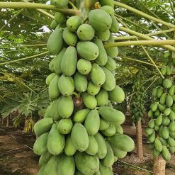 بذر پاپایا کامی