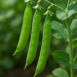 بذر نخود فرنگی شمشیری