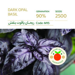 بذر ریحان ایتالیایی بنفش یاقوت تیره