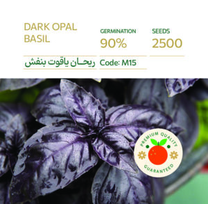 بذر ریحان ایتالیایی بنفش یاقوت تیره